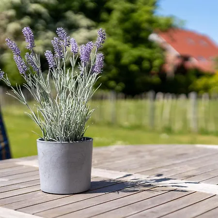 Holiday home Palstek 11 Sommerwind Schonberger Strand